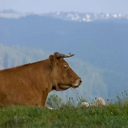 Studiohaus Haus Roswitha Geisfeld (Rhineland-Palatinate)