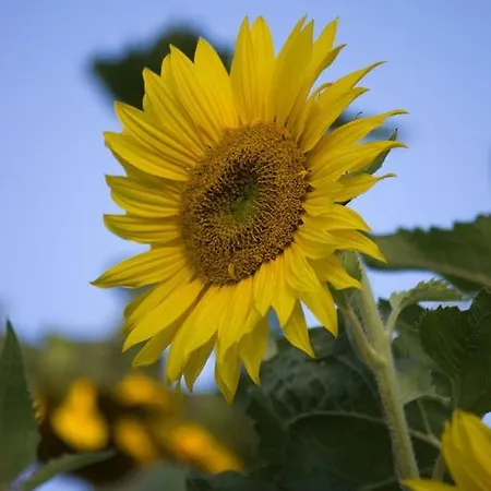 Apartmán Studiohaus Haus Roswitha *
