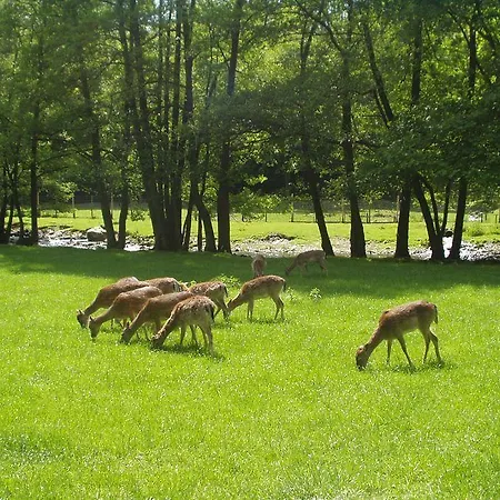 Apartmán Studiohaus Haus Roswitha