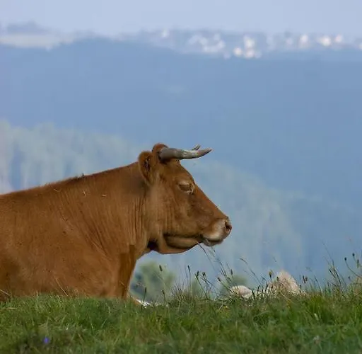 Studiohaus Haus Roswitha Geisfeld (Rhineland-Palatinate)