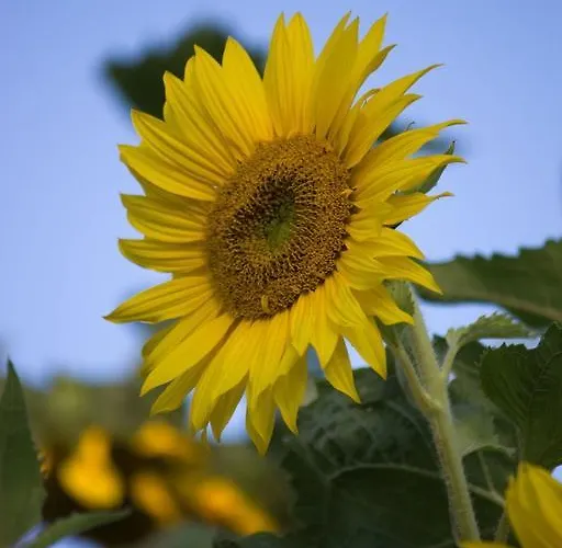 公寓 Studiohaus Haus Roswitha *